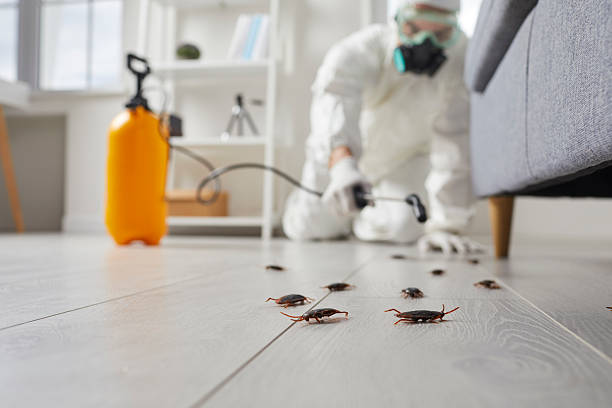 Affordable Termite Control solutions in Brent, FL